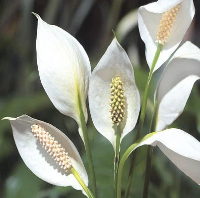 Spathiphyllum Blumensamen zur Aussaat Landhaus Garten wichtig Traditionssorte & ohne Gentechnik Samen Hausgarten