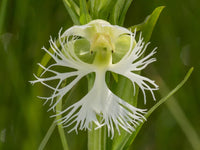 Fringed Orchidee Blumensamen zur Aussaat ideal Rabatten Traditionssorte & ohne Gentechnik Samen Hausgarten