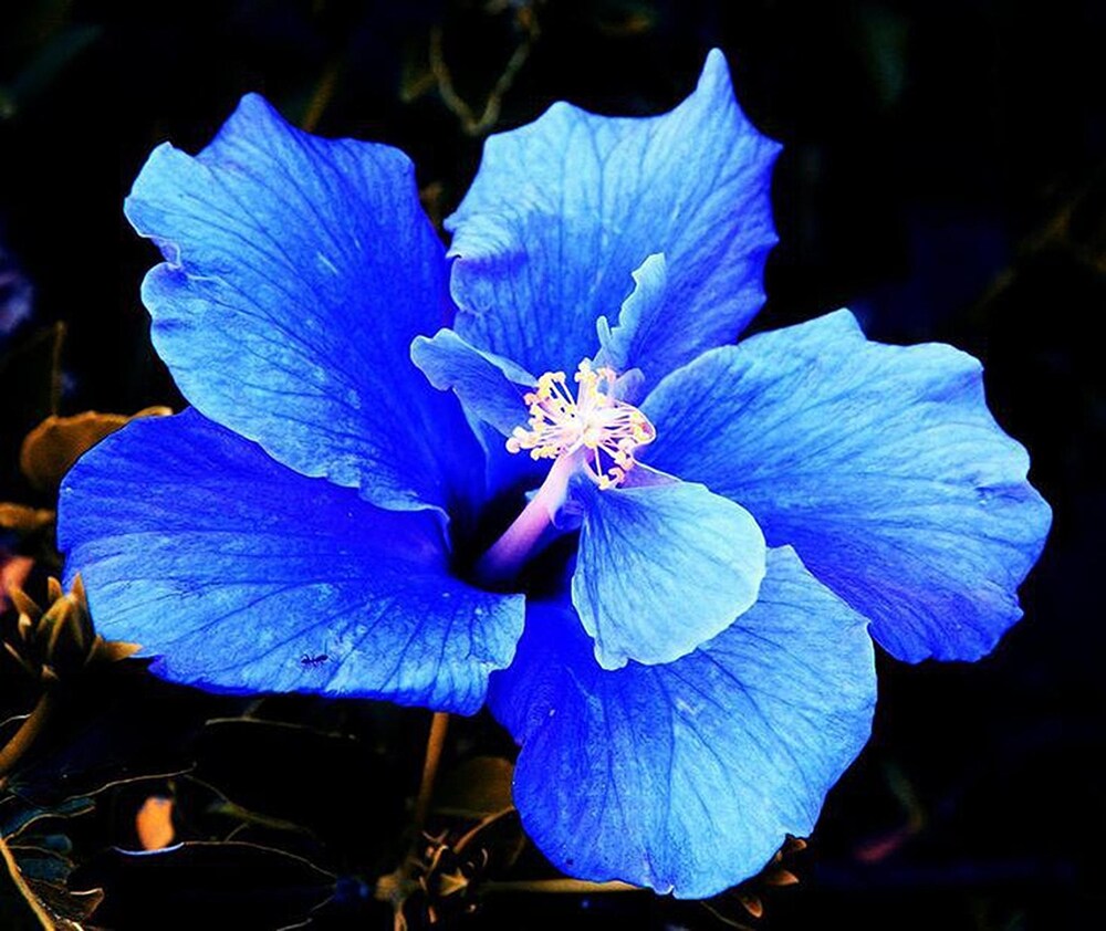 Blau Weiß Hibiskus Blumensamen zur Aussaat sonnenliebend Traditionssorte & ohne Gentechnik Samen Hausgarten