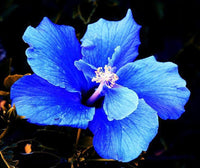 Blau Weiß Hibiskus Blumensamen zur Aussaat sonnenliebend Traditionssorte & ohne Gentechnik Samen Hausgarten