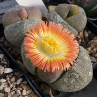 Pleiospilos Nelii Blumensamen zur Aussaat – Landhaus Garten wichtig – Traditionssorte & ohne Gentechnik Samen Hausgarten