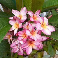 hell Rosa Frangipani Blumensamen zur Aussaat – Schnitt Blume beliebt – Traditionssorte & ohne Gentechnik Samen Hausgarten
