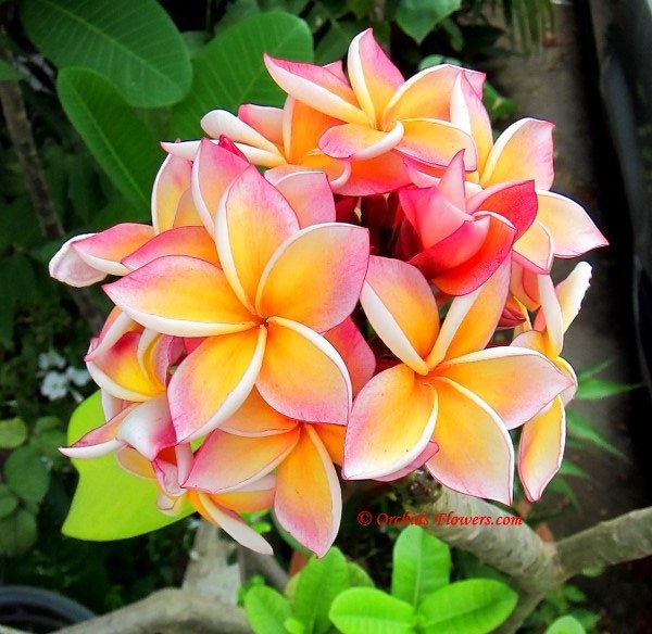 Pfirsichfarben Frangipani Blumensamen zur Aussaat