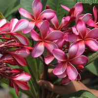 Frangipani Blumensamen zur Aussaat – lang Blüte Saison – Traditionssorte & ohne Gentechnik Samen Hausgarten
