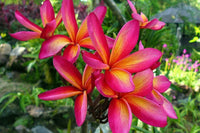 Frangipani Blumensamen zur Aussaat – lang Blüte Saison – Traditionssorte & ohne Gentechnik Samen Hausgarten