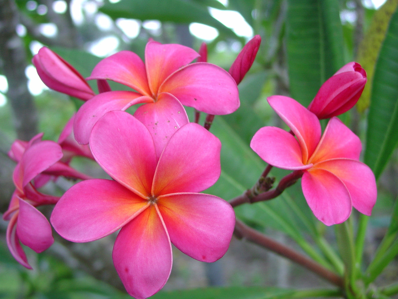 Plumeria rubra samen for anpflanzung – fragrant tropical blumen