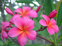 Plumeria rubra samen for anpflanzung – fragrant tropical blumen