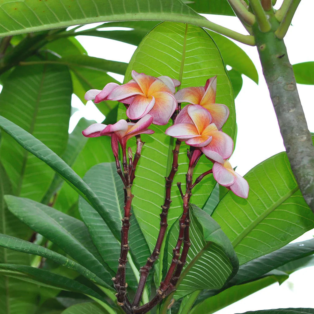 Pfirsichfarben Frangipani Blumensamen zur Aussaat