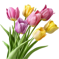 Rosa Gelb Tulpe Blumensamen zur Aussaat ideal Rabatten Traditionssorte & ohne Gentechnik Samen Hausgarten