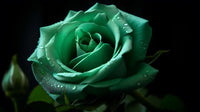 Stiefmütterchen Rose Blumensamen zur Aussaat – sonnenliebend – Traditionssorte & ohne Gentechnik Samen Hausgarten