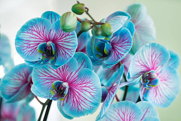 Rainbow Schmetterlingsorchidee Orchidee Blumensamen zur Aussaat – ideal Rabatten – Traditionssorte & ohne Gentechnik Samen Hausgarten