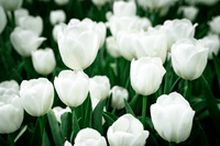 Tulpe Blumensamen zur Aussaat – Garten beliebt – Traditionssorte & ohne Gentechnik Samen Hausgarten