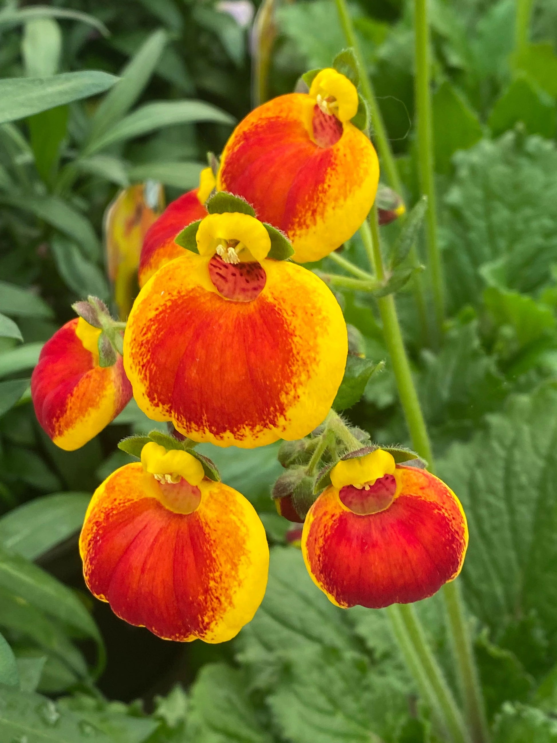 Rot Gelb Calceolaria Blumensamen zur Aussaat – Drought verträglich – Traditionssorte & ohne Gentechnik Samen Hausgarten