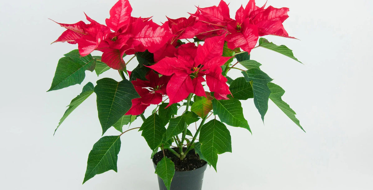 Poinsettia (poinsettia euphorbia) samen for anpflanzung in home garten