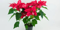 Poinsettia (poinsettia euphorbia) samen for anpflanzung in home garten