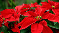 Easy to grow poinsettia samen for home gardens
