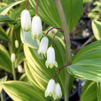 Polygonatum Blumensamen zur Aussaat farbenfroh Schau Traditionssorte & ohne Gentechnik Samen Hausgarten