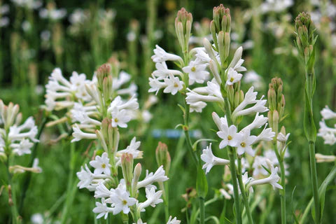 Tuberose Blumensamen zur Aussaat – leuchtend – Traditionssorte & ohne Gentechnik Samen Hausgarten