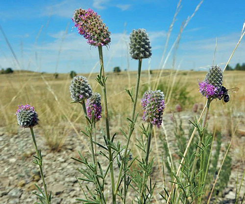 Dalea purpurea blumen attracting pollinators