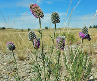 Dalea purpurea blumen attracting pollinators