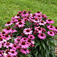 Pollinators on weiß and lila echinacea blumen