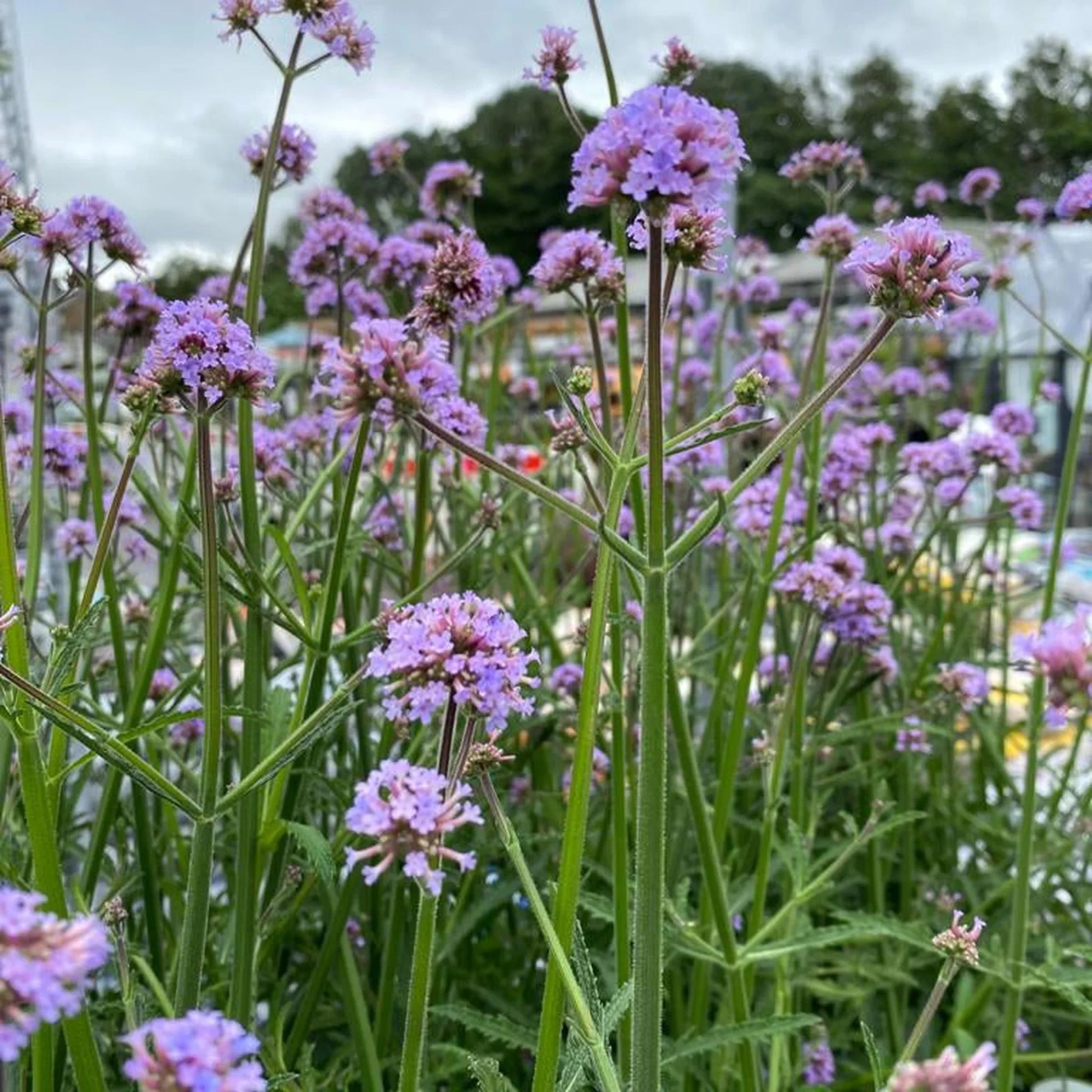 Pollinator garten with verbena bonariensis blumen