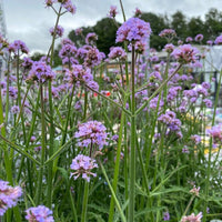 Pollinator garten with verbena bonariensis blumen