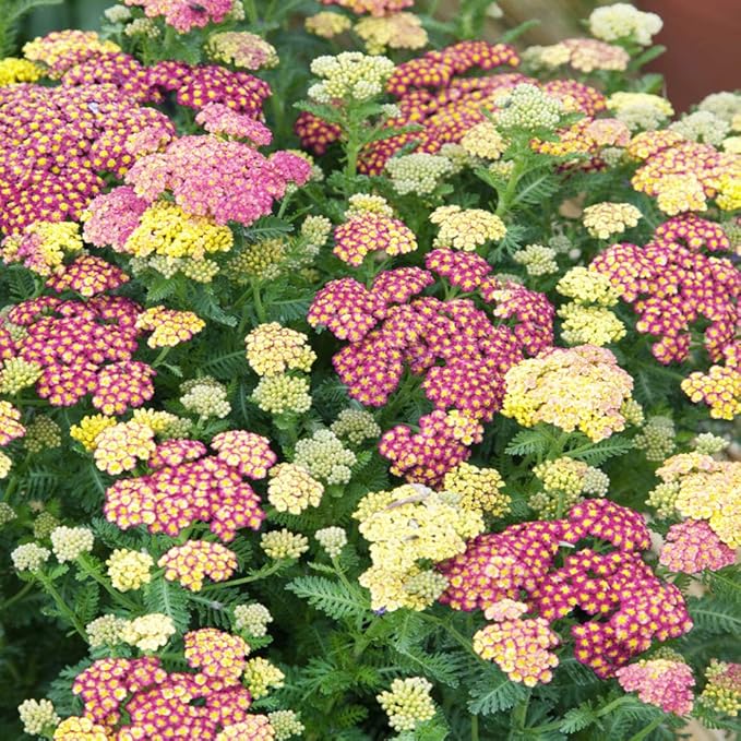 Mixed yarrow blumen attracting pollinators