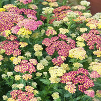 Mixed yarrow blumen attracting pollinators