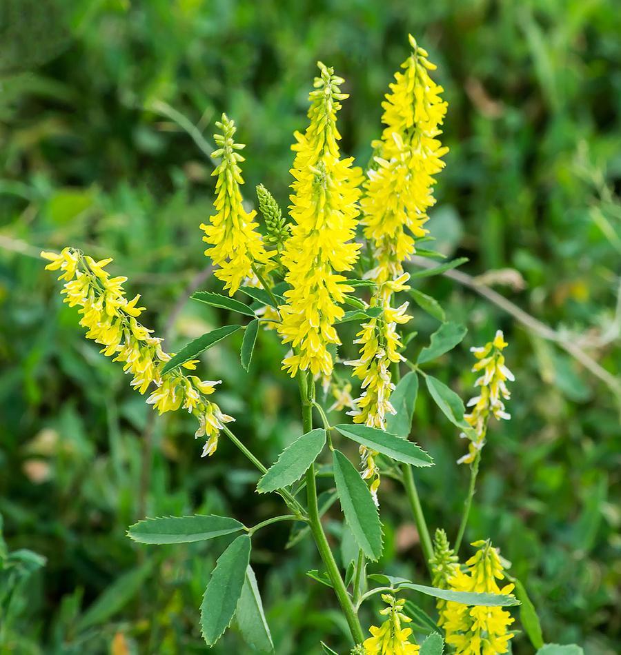 Bees and butterflies visiting Yellow Sweet Clover Blumen
