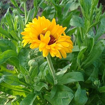 Pollinator Kraut Garten grown from assorted Samen