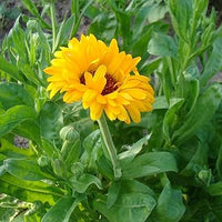 Pollinator Kraut Garten grown from assorted Samen