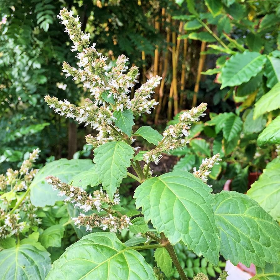 Bees Pollinating Java Indian Patchouli Pogostemon Heyneanus Blumen