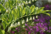 Polygonatum Canaliculatum Blumensamen zur Aussaat hochwertige Qualitäts- Traditionssorte & ohne Gentechnik Samen Hausgarten