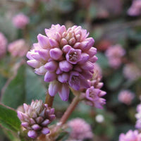 Polygonum Capitatum Blumensamen zur Aussaat pflegeleicht Traditionssorte & ohne Gentechnik Samen Hausgarten
