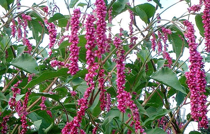 Polygonum orientale Princess Feather Anbau in full sun Garten