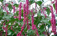 Polygonum orientale Princess Feather Anbau in full sun Garten