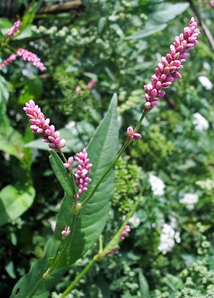 Pink Smartweed Anbau in wetland or marshy Garten