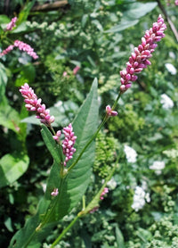 Pink Smartweed Anbau in wetland or marshy Garten