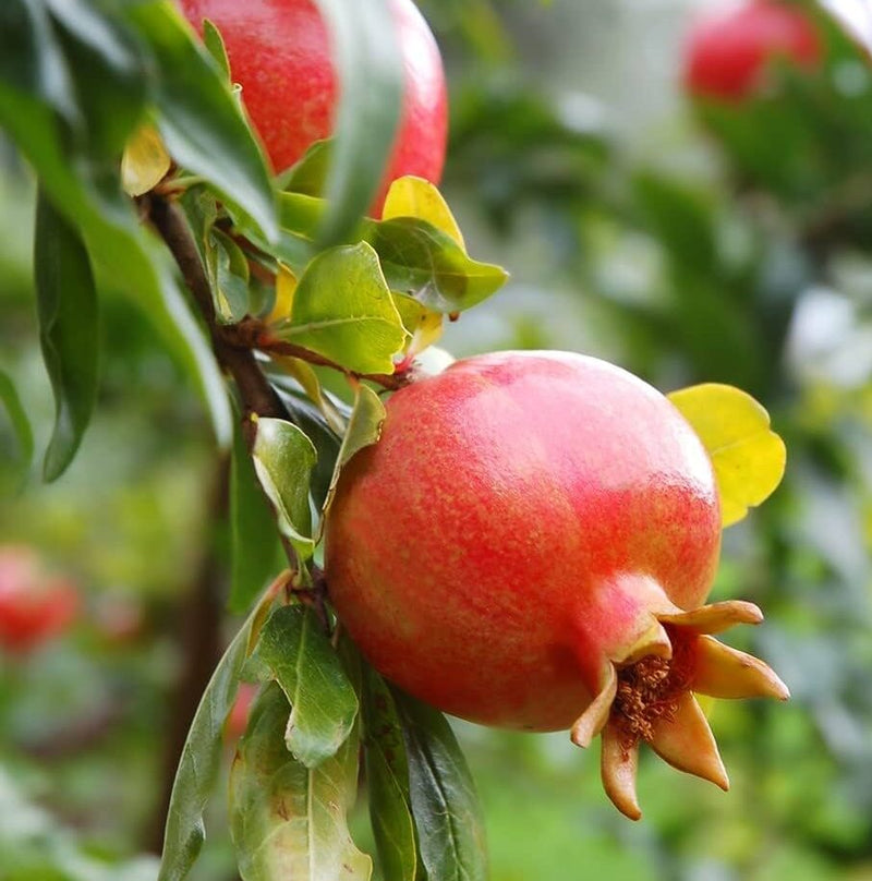 Graines de fruits de grenade rouge pour une plantation facile