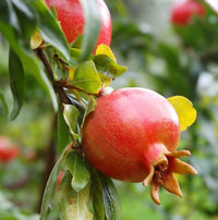 Rote Granatapfel  Fruchtsamen für einfaches Anpflanzen