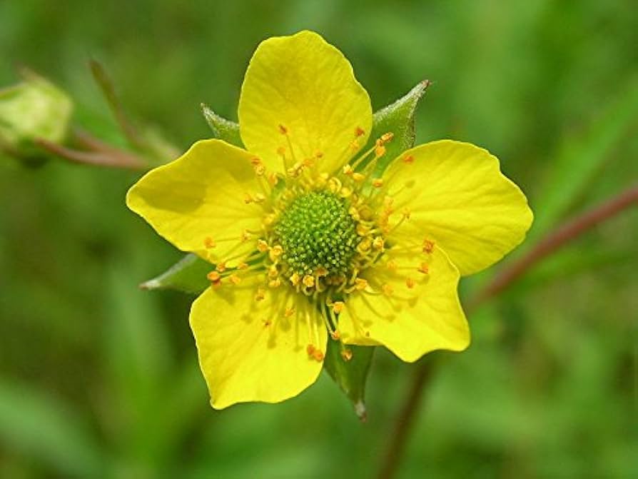 Gelb blumen wachsend near pond edge