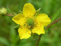 Gelb blumen wachsend near pond edge