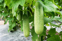 Long slender cucumbers gezogen aus poona kheera samen