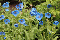 Meconopsis Betonicifolia Blumensamen zur Aussaat Bestäuber freundlich Traditionssorte & ohne Gentechnik Samen Hausgarten