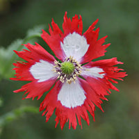 Danish Blumensamen zur Aussaat Garten beliebt Traditionssorte & ohne Gentechnik Samen Hausgarten