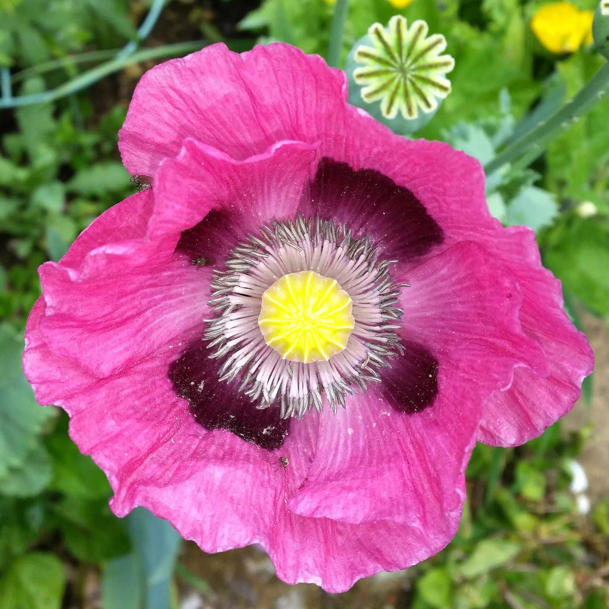 Pepperbox Blumensamen zur Aussaat Wildblume Mischung Traditionssorte & ohne Gentechnik Samen Hausgarten