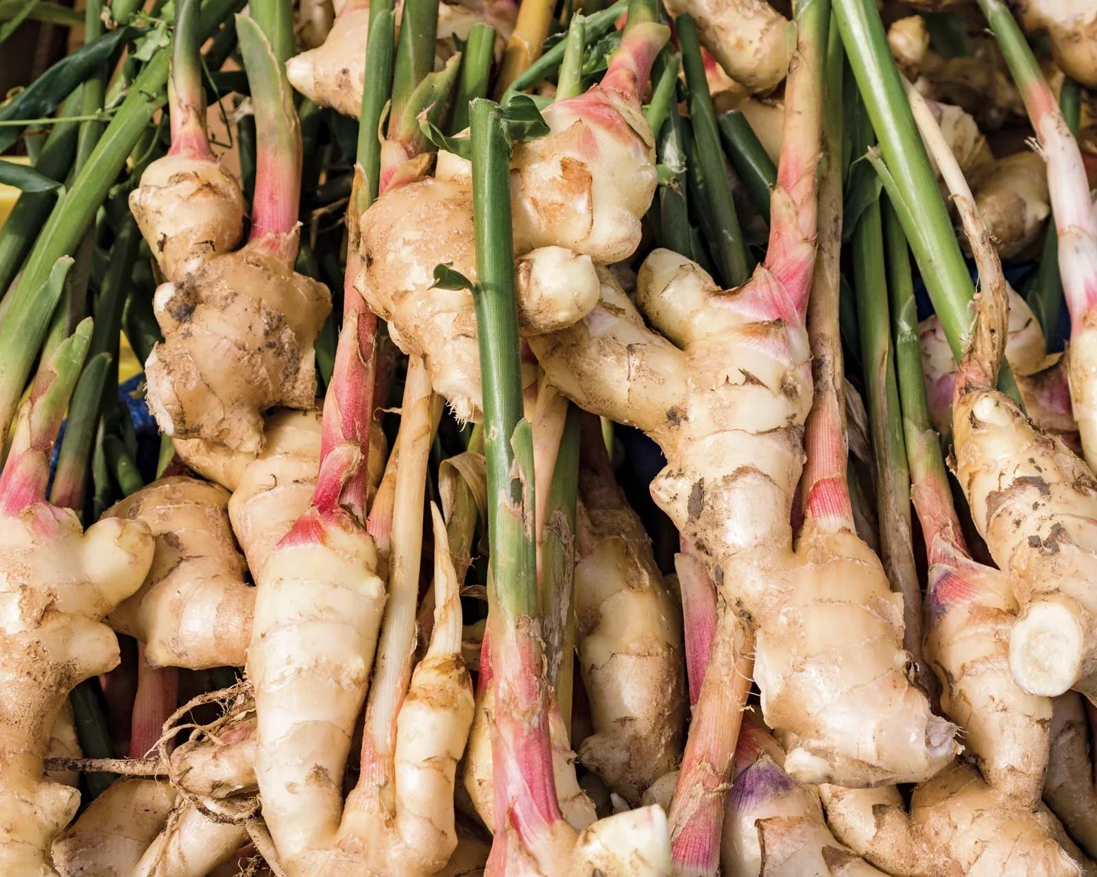 Ginger gemüse samen für aussaat cream
