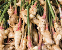 Ginger gemüse samen für aussaat cream