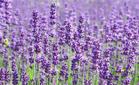 Portuguese Spike Lavender Kraut with aromatic foliage and purple blooms